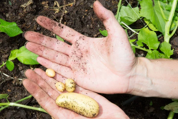 Frauenhände Ernten Frische Bio Kartoffeln Aus Dem Garten — Stockfoto