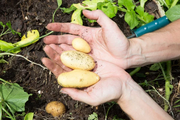 Bäuerin Zeigt Frisch Gegrabene Kartoffeln Garten — Stockfoto