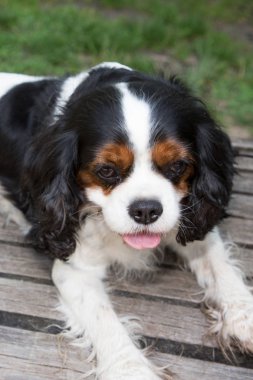 Cavalier king charles spaniel köpek tezgah park bahçe üzerinde açık rahatlatıcı
