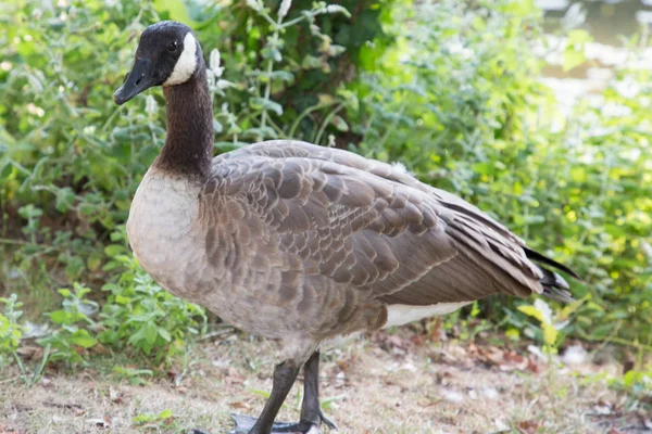 Eine Graue Gans Der Wilden Natur — Stockfoto