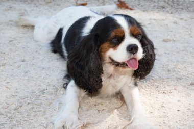 Kral Charles şövalye açık yalan köpek