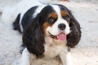 Cavalier King Charles Spaniel köpek portre açık