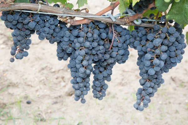 Olgun Kırmızı Şarap Üzüm Asma Bordeaux Medoc Içinde Closeup Demet — Stok fotoğraf
