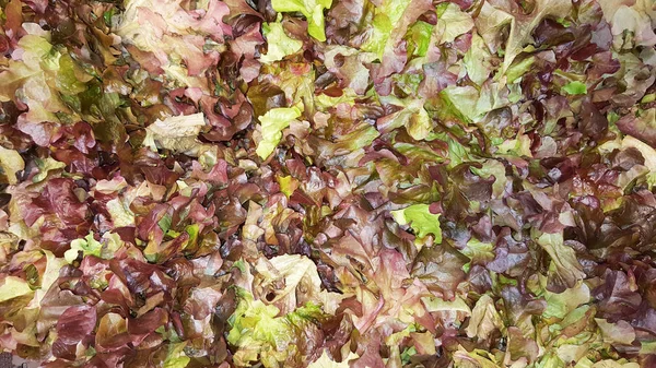 lettuce leaves Fresh mixed salad field greens piled closeup view background