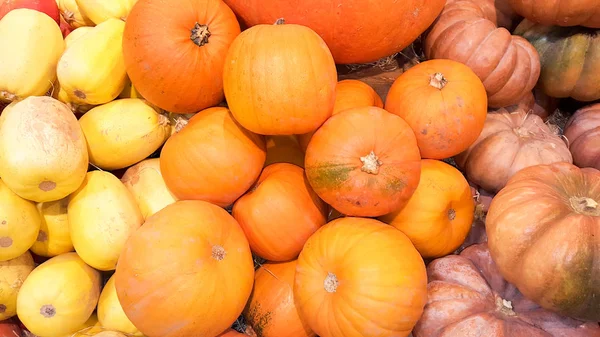 Pumpkins and gourds farm stand for Halloween Thanksgiving holiday decorations