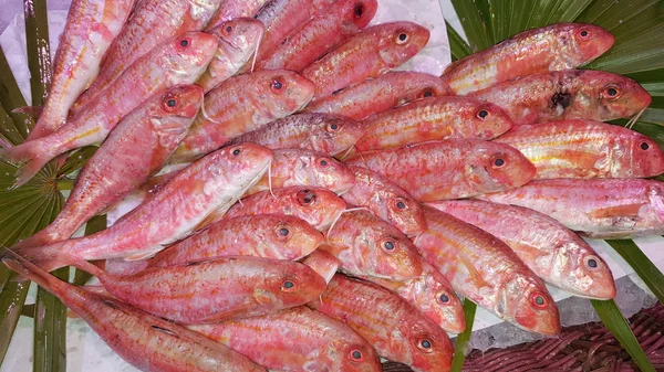 Pasar Ikan Red Gurnards — Stok Foto