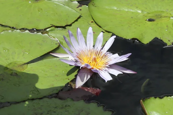 Flowers Nenuphar Nymphaea Leaves Lotus Flower Float Pond — Stock Photo, Image