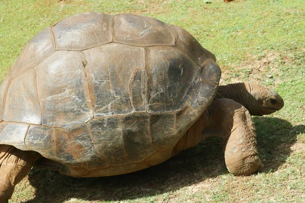 Aldabra Reuzenschildpad Aldabrachelys Gigantea Grootste Schildpadden Wereld — Stockfoto