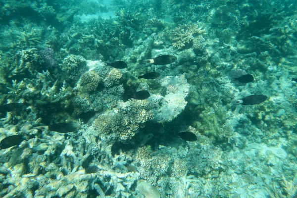 Modro Zelené Vody Pod Vodou Divoké Ryby Korály — Stock fotografie