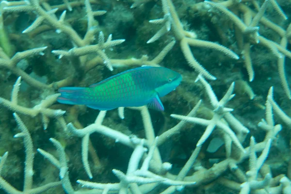 Foto Ikan Tropis Terumbu Karang — Stok Foto