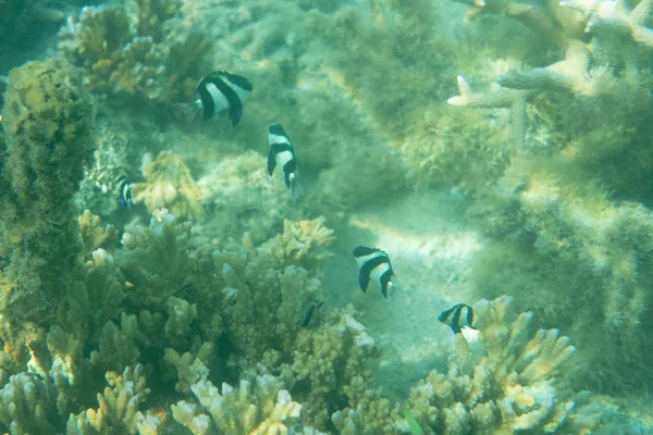 School Tropical Fish Water Surface Coral Reef — Stock Photo, Image