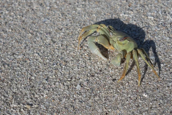 Crabe Sur Côte Mer Sous Les Tropiques Sur Plage Sable — Photo