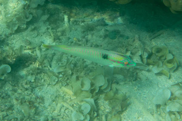 Tropiska Fiskar Korallrev Havet — Stockfoto