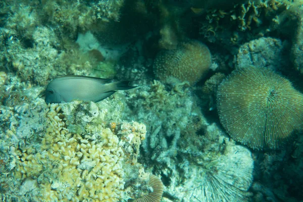 水中の世界風景サンゴ礁魚類野生動物海洋生物 — ストック写真