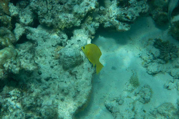 Tropiska Fiskar Vacker Korall Trädgård Havet Havet — Stockfoto