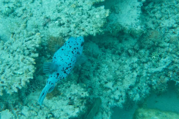Karang Karang Dan Ikan Biru Bawah Air Laut — Stok Foto