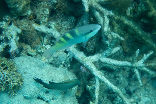 Koralliriutta Kalojen Kanssa Vedenalainen Maailma Maisema — kuvapankkivalokuva
