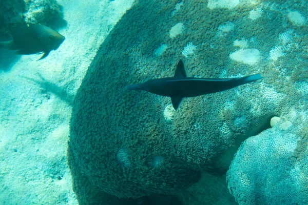Mundo Submarino Con Corales Peces Tropicales —  Fotos de Stock