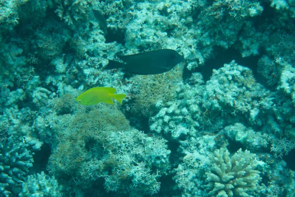 Korallrev Tropiska Havet Med Färgglada Fiskar Undervattenslandskap — Stockfoto