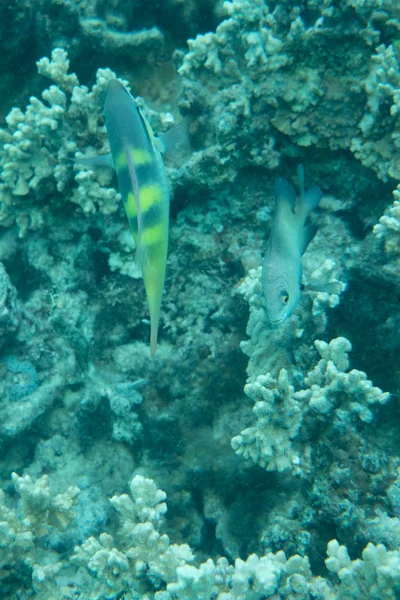 Stunning Underwater Sea Scene Vibrant Corals Fish — Stock Photo, Image