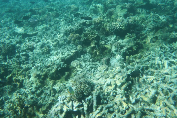 Реальный Коралловый Риф Дне Тропического Моря Подводный Пейзаж — стоковое фото