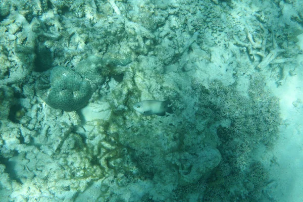 Vista Submarina Con Corales Duros Agua Del Mar — Foto de Stock