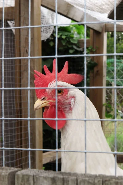 head white chicken in a hen house coop