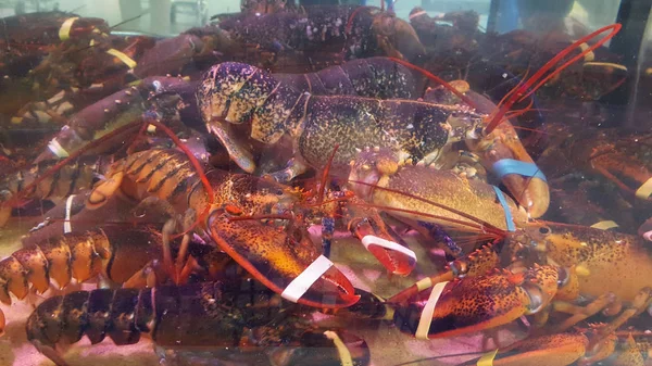 lobster crayfish tied claws in aquarium for sale