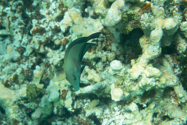 Underwater Scene Coral Reef Tropical Fish Sea — Stock Photo, Image