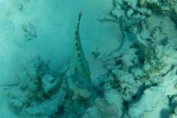 Podmořský Svět Korály Tropickými Rybami Moři — Stock fotografie