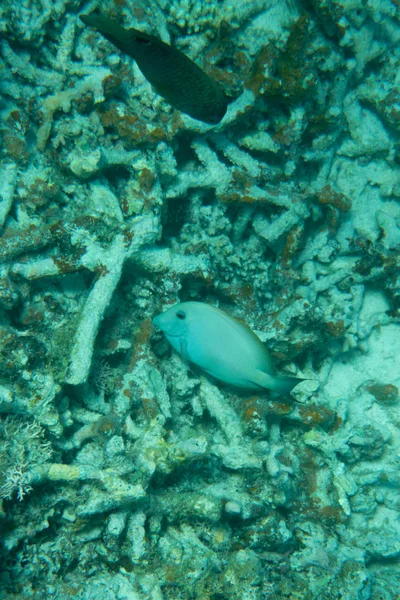 Onderwater Wereld Koraal Vissen Leven Scène — Stockfoto