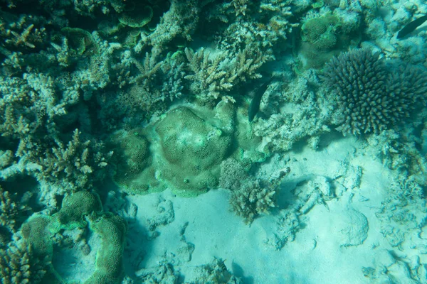 Красивий Кораловий Риф Підводному Морі — стокове фото