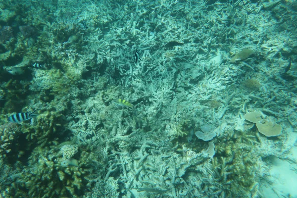Красивий Кораловий Сад Синього Підводного Моря — стокове фото