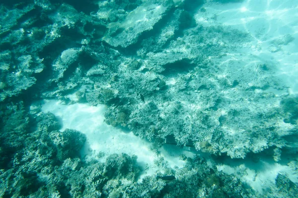 Underwater Coral Reef Formation Sandy Sea Bottom — Stock Photo, Image