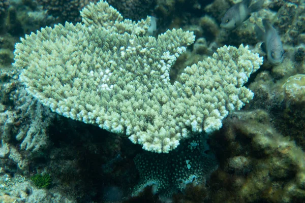 Marina Livet Tropiska Korallrev Vattnet — Stockfoto