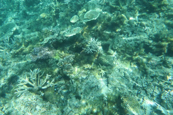 Sous Eau Vue Sur Récif Mer Des Caraïbes Scène Naturelle — Photo