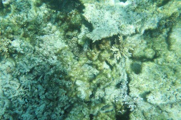 Tropische Unterwasserkorallen Unter Dem Meerblick — Stockfoto