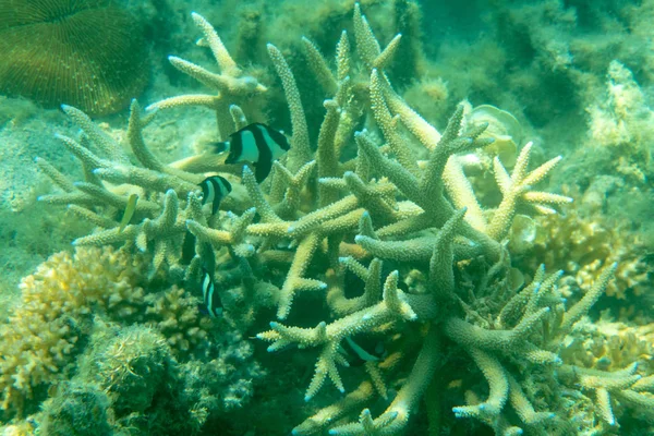 Ocean Marine Life Coral Fish — Stock Photo, Image