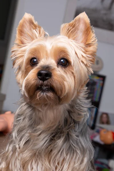 Mały Pies Yorkshire Terrier Wnętrze Domu Portret — Zdjęcie stockowe