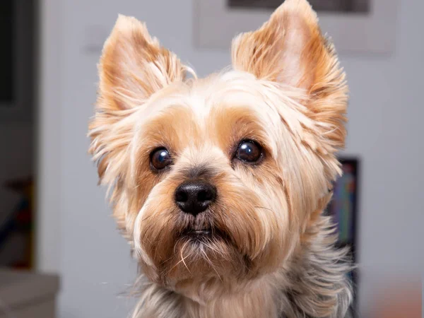 Portret Yorkshire Terrier Pies Okiem Kamery Domu — Zdjęcie stockowe