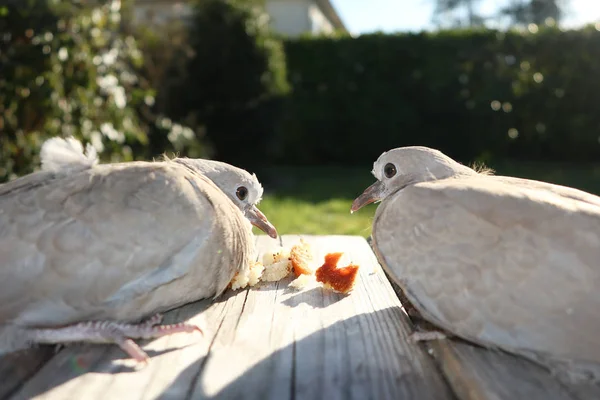 Paar Turteltauben Die Auf Einem Holzzweig Sitzen Und Brotkrumen Essen — Stockfoto