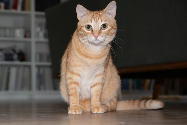Vackra Europeiska Gul Ingefära Katt Inhemska Katt Hemma — Stockfoto