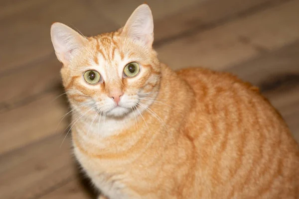 Gato Amarillo Garfield Naranja Esponjoso Gato Serio Doméstico Con Ojos — Foto de Stock