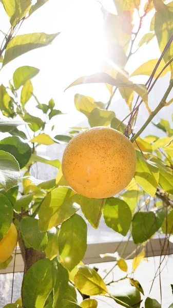 Зростаючі Лаврові Лимони Звисають Лимонному Дереві Крупним Планом — стокове фото