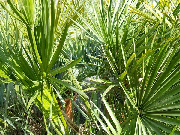 Feuilles Palmiers Yucca Fond Vert — Photo