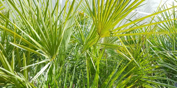 Macro Feuilles Yucca Panorama Végétal Fond Vert — Photo