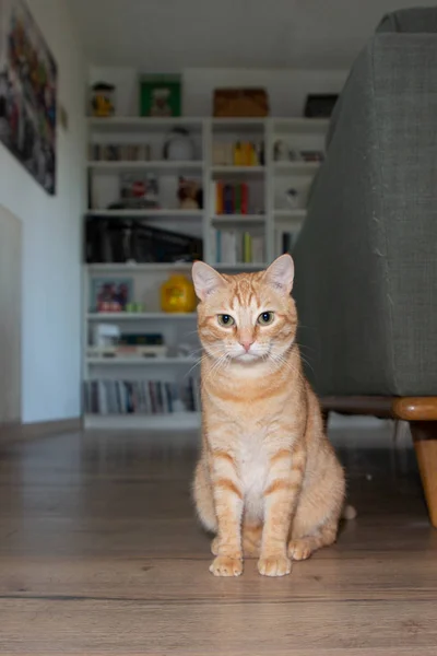 Junge Katze Sitzt Heimischen Wohnzimmer Hauskatze — Stockfoto