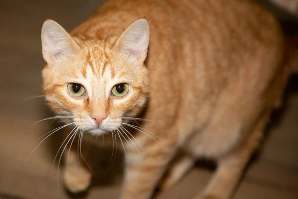 Porträt Eines Katzenhaustiers Großaufnahme Hause — Stockfoto