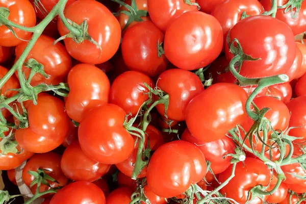Tomates Vermelhos Deliciosos Frescos Mercado Bandeja Verão Fazenda Agrícola Cheia — Fotografia de Stock