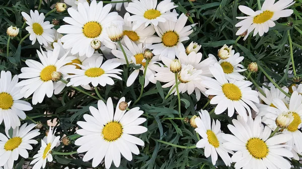 Çok Güzel Çiçek Papatya Çiçekleri Beyaz Sarı Arka Plan Yeşil — Stok fotoğraf